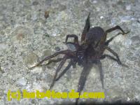 /home//u458753944/public_html/sourcegallery///////////////////////////////////////Roxborough Toad Detour/2013-2019/2013/2013-05-31/P1120621.JPG